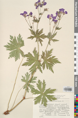 KPABG031032