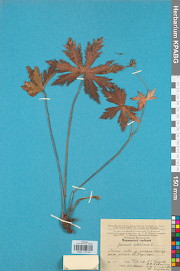 KPABG031036