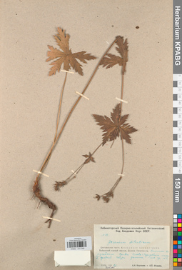 KPABG031048