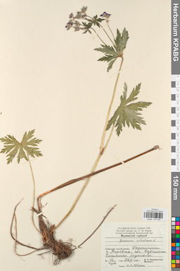 KPABG031058