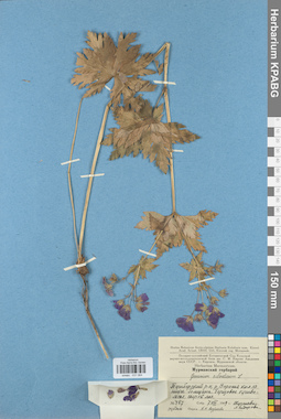 KPABG031064