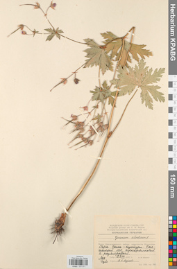 KPABG031071
