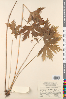 KPABG031096