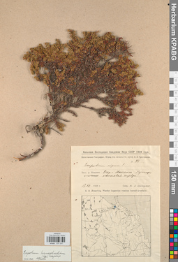 KPABG031241