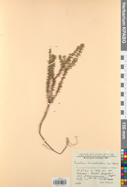 KPABG031242