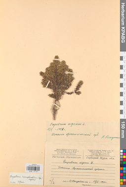 KPABG031251