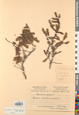 KPABG031265