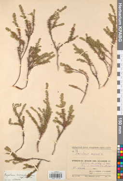 KPABG031294