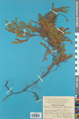 KPABG031306