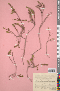 KPABG031310