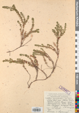 KPABG031337