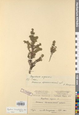 KPABG031340