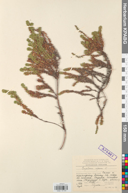 KPABG031354