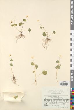 KPABG031446