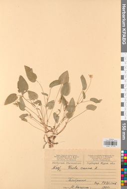 KPABG031452