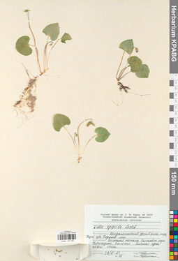 KPABG031462