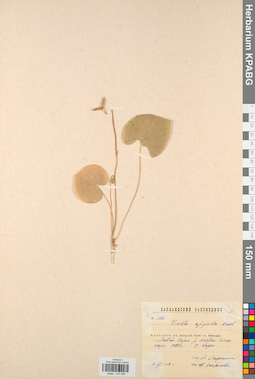 KPABG031584