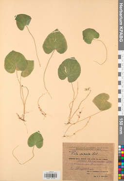 KPABG031597