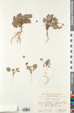 KPABG031778