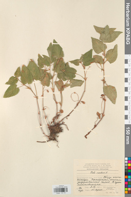 KPABG031791