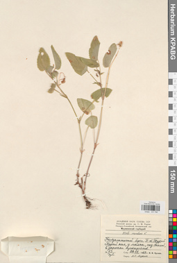 KPABG031798