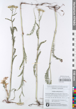 KPABG102331