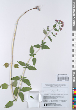 KPABG105274