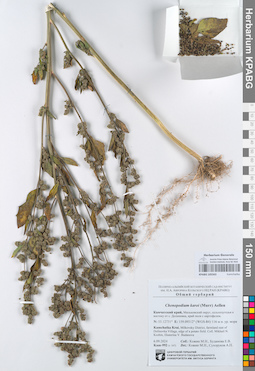 KPABG105563