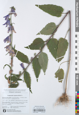 KPABG105665