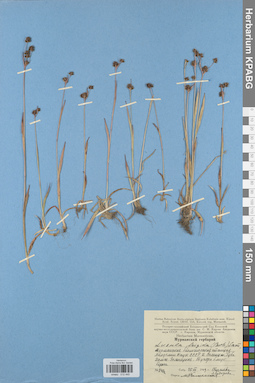 KPABG012445