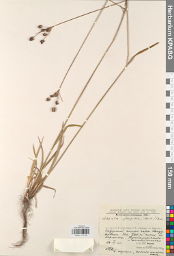 KPABG012462