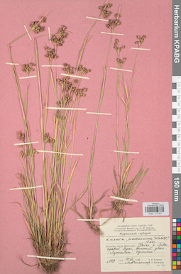 KPABG012541