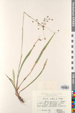 KPABG012613