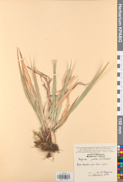 KPABG012632