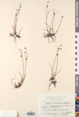 KPABG012041