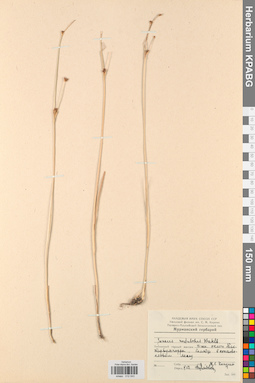 KPABG012043