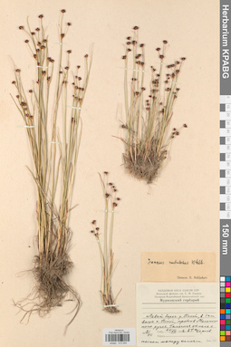 KPABG012054