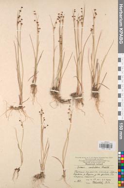 KPABG012056