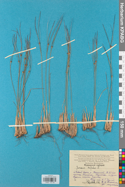 KPABG012184