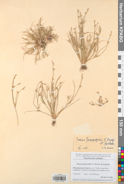 KPABG014896