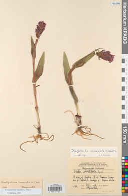 KPABG013911