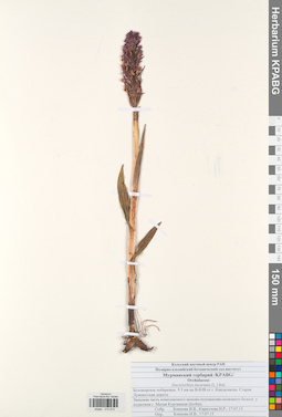 KPABG013913