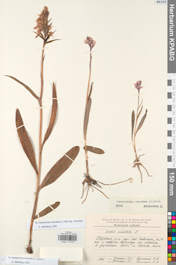 KPABG013916