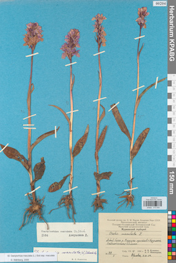 KPABG013930