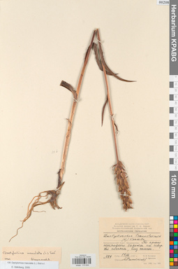 KPABG013934