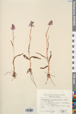 KPABG013953