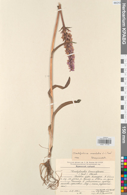 KPABG013981