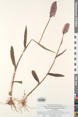 KPABG013985