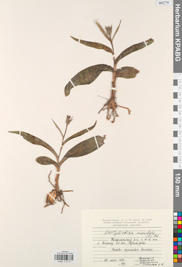 KPABG014011