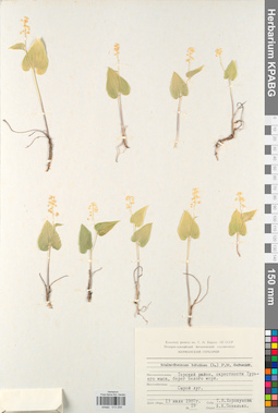 KPABG013259